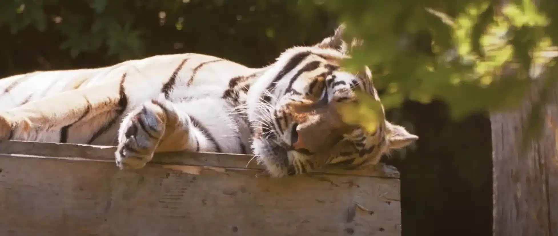 Bouwen aan het verblijf voor grote katachtigen tijger